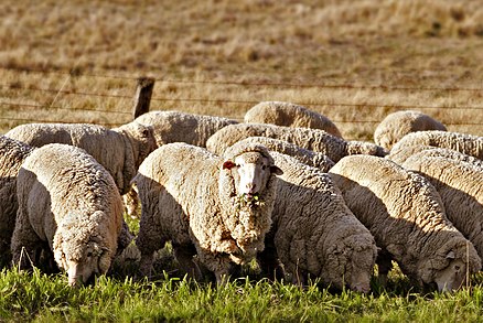 Sheep
