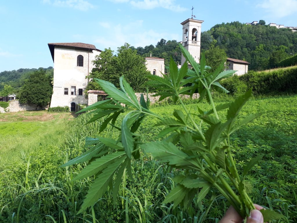 canapa tessile 1