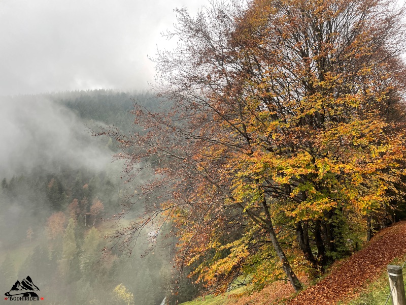 nebbia 004